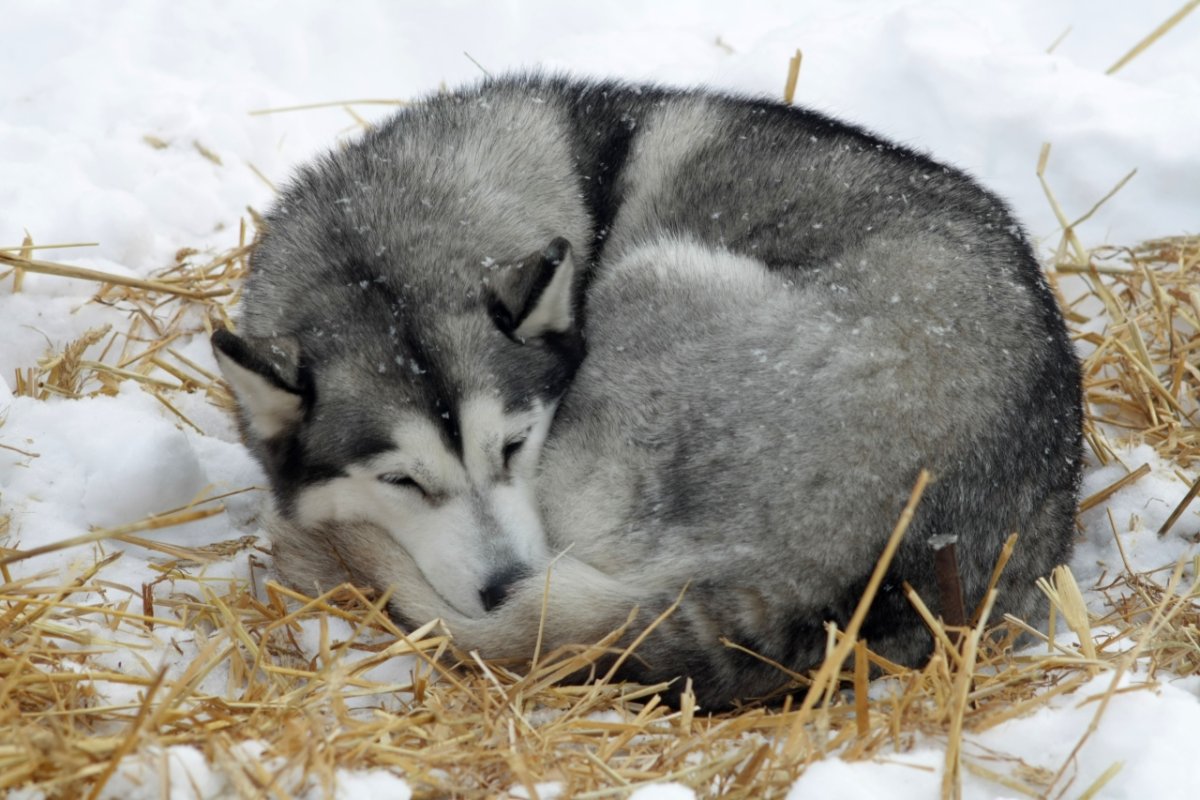 Собака лежит свернувшись калачиком