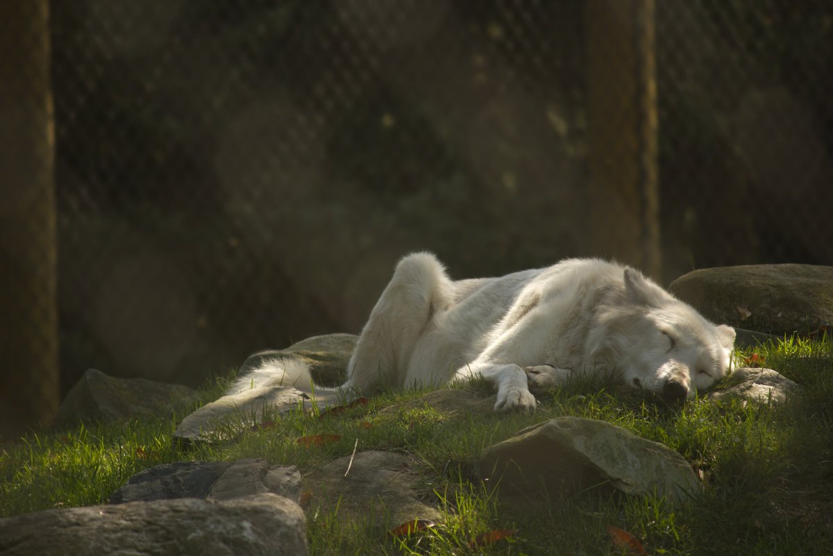 Волчица лежит