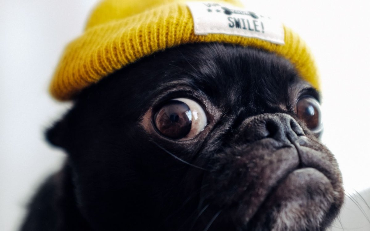 Мопс с вытянутой мордой