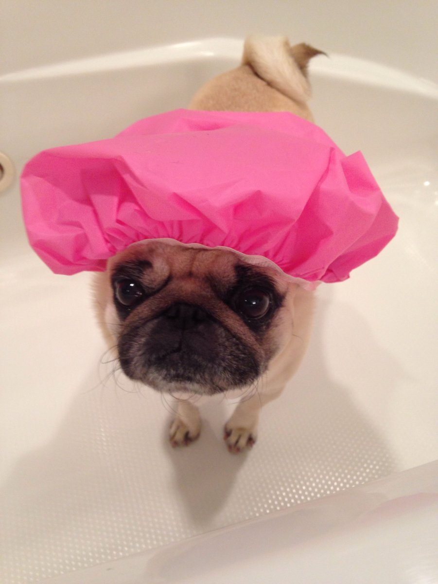 Собака в шапочке для душа