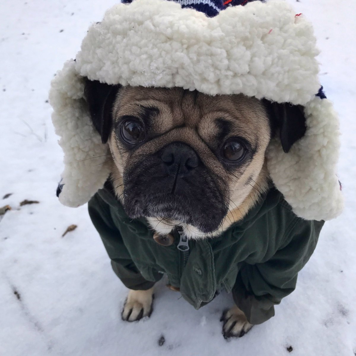 Мопс в шапке