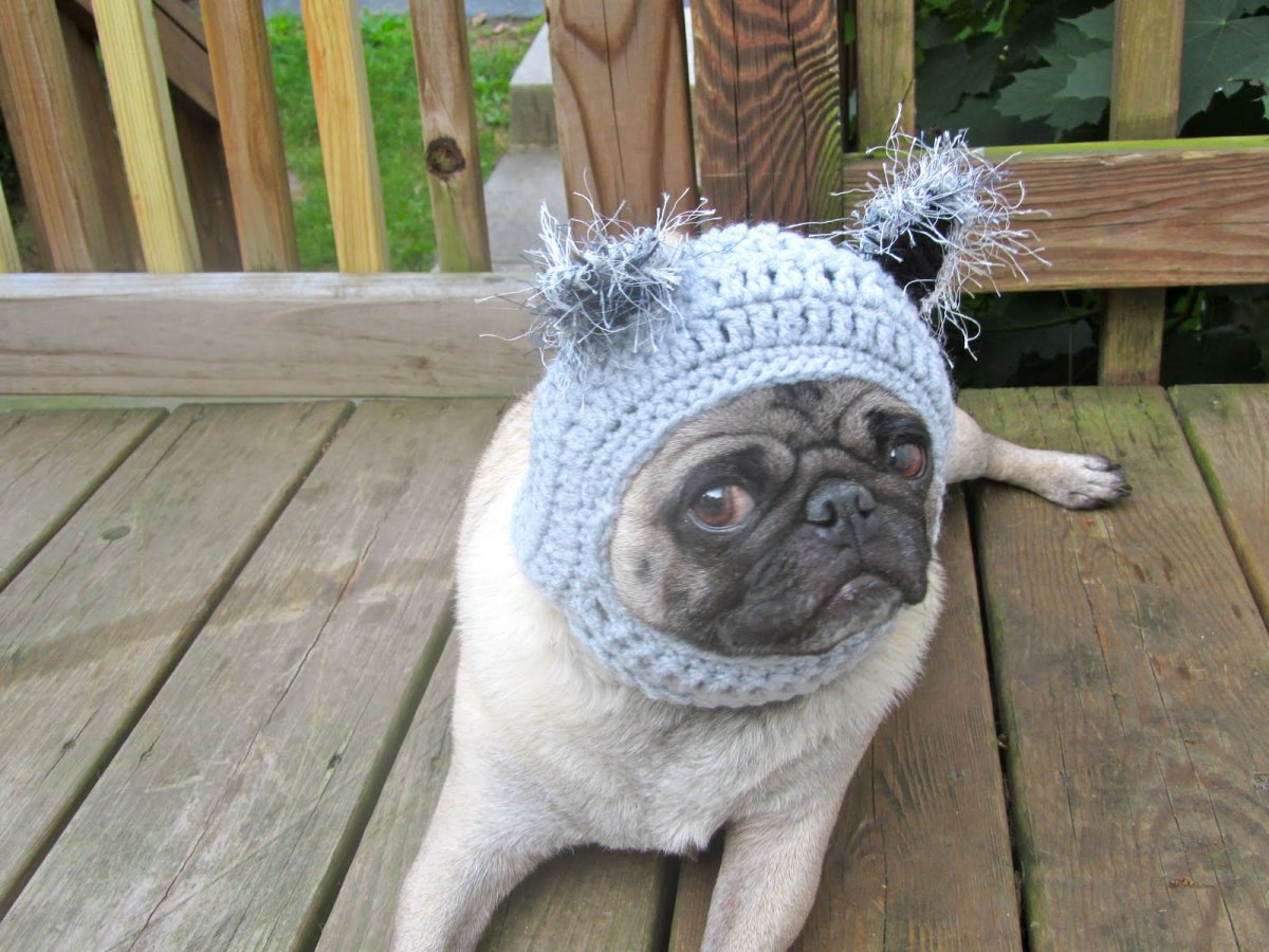 Мопс в шапочке