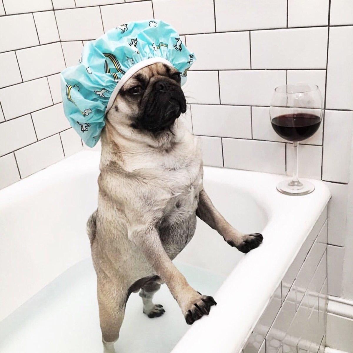 Собака в шапочке для душа