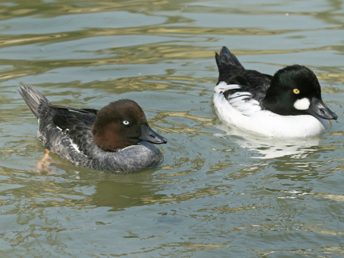 Водоплавающие птицы Гоголь