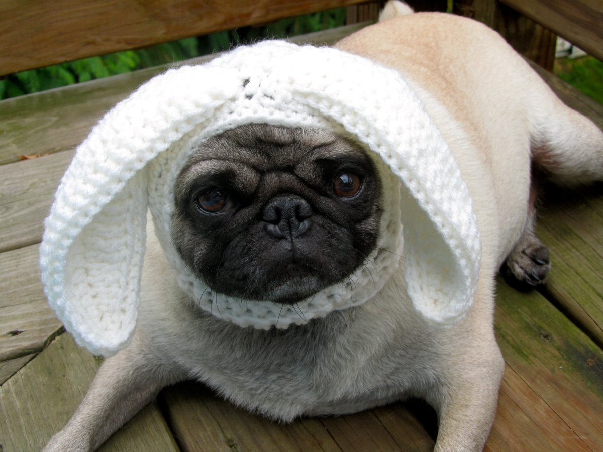 Мопс козлино