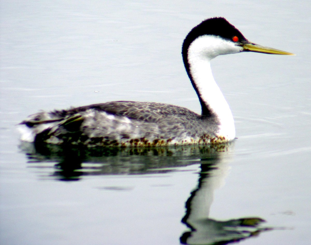 Поганка Кларка птица