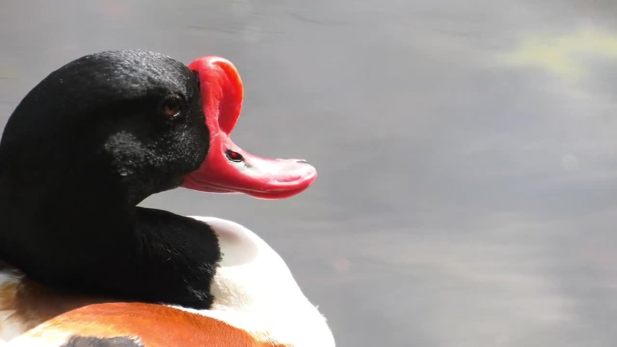 Утка с красным гребнем