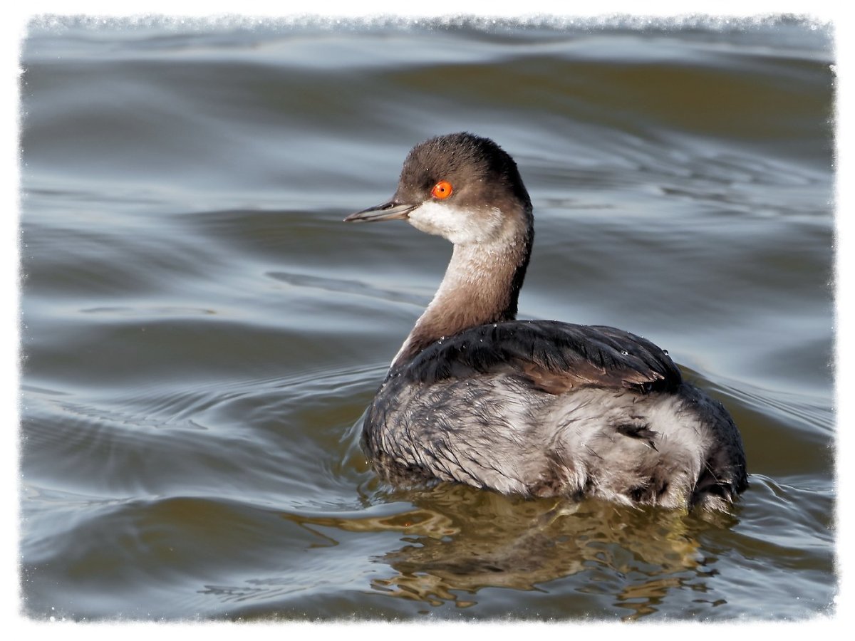 Болотный нырок