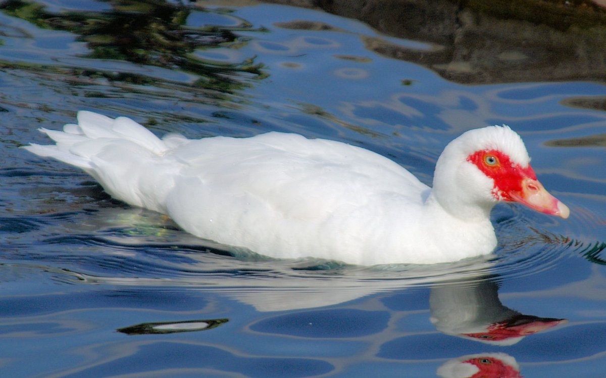 Утка альбинос