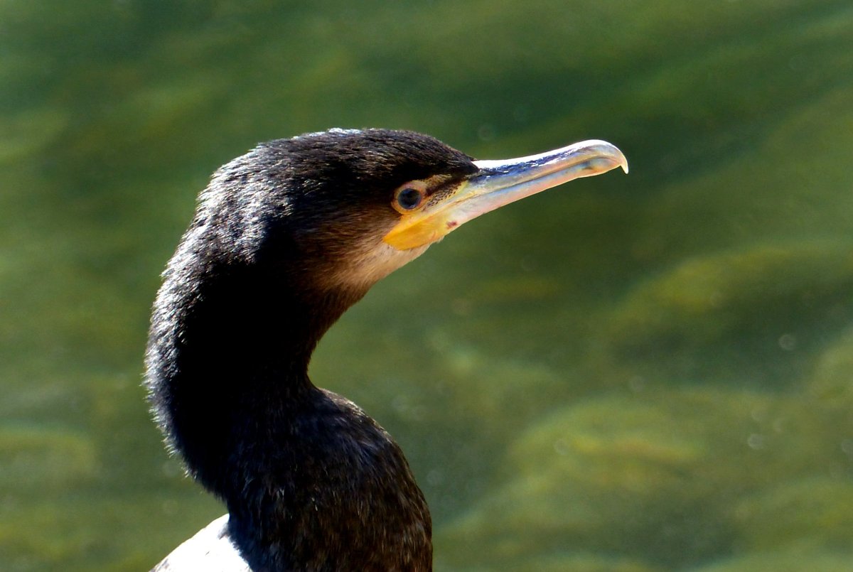 Птица нырок с острым клювом