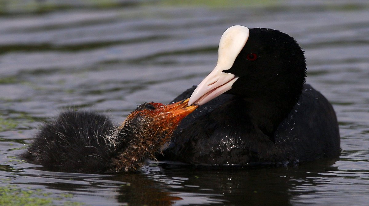 Гавайская лысуха