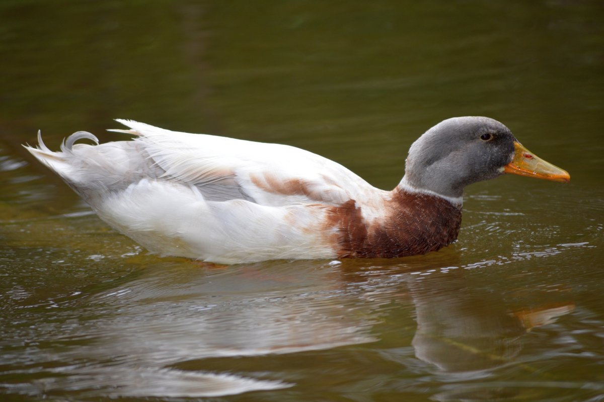 Утка кряква белая