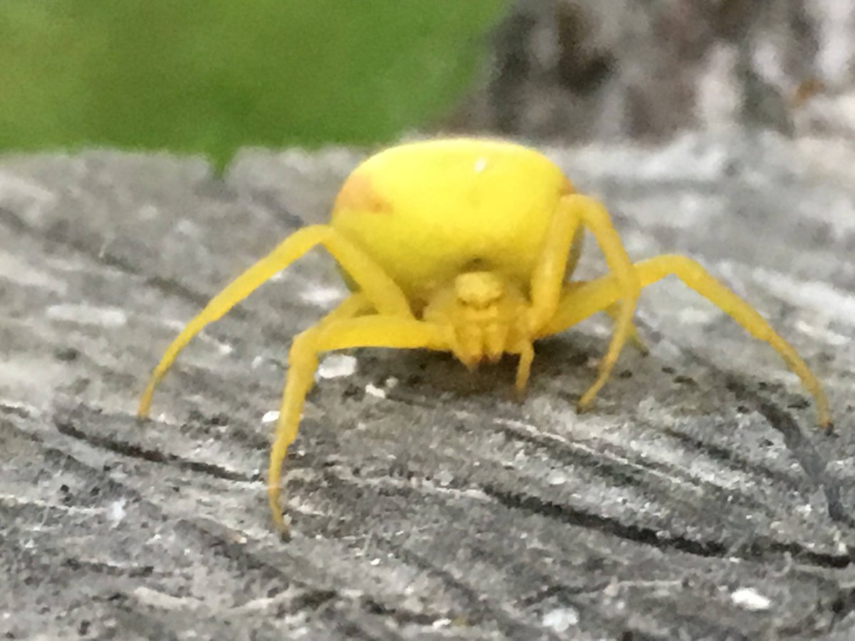 Паук бокоход желтый ядовитый