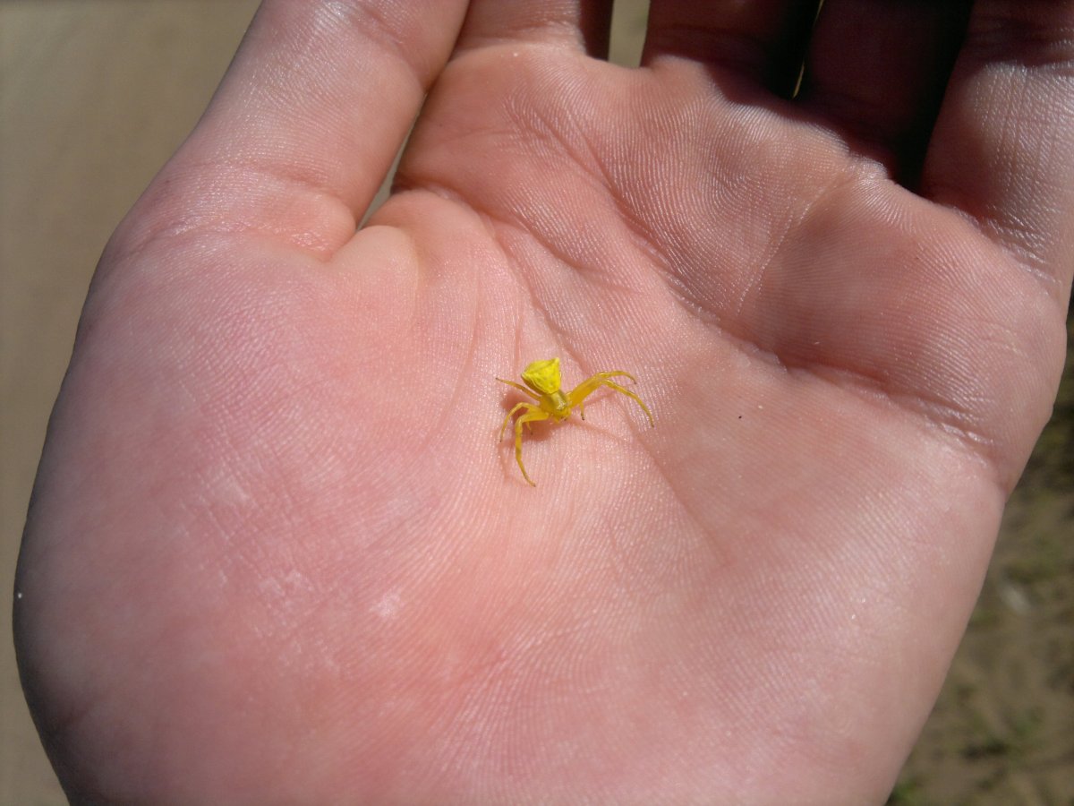 Очень маленькие желтые паучки