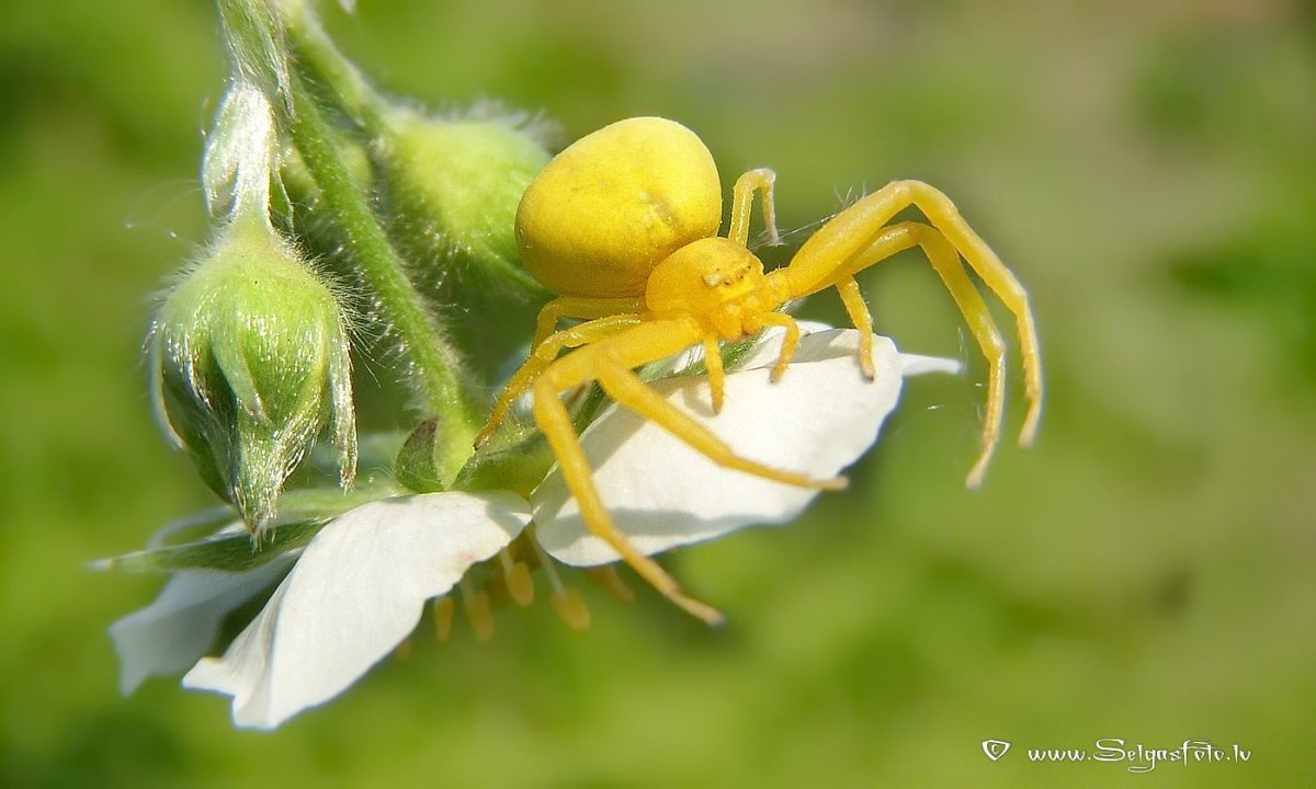 Паук бокоход желтый ядовитый
