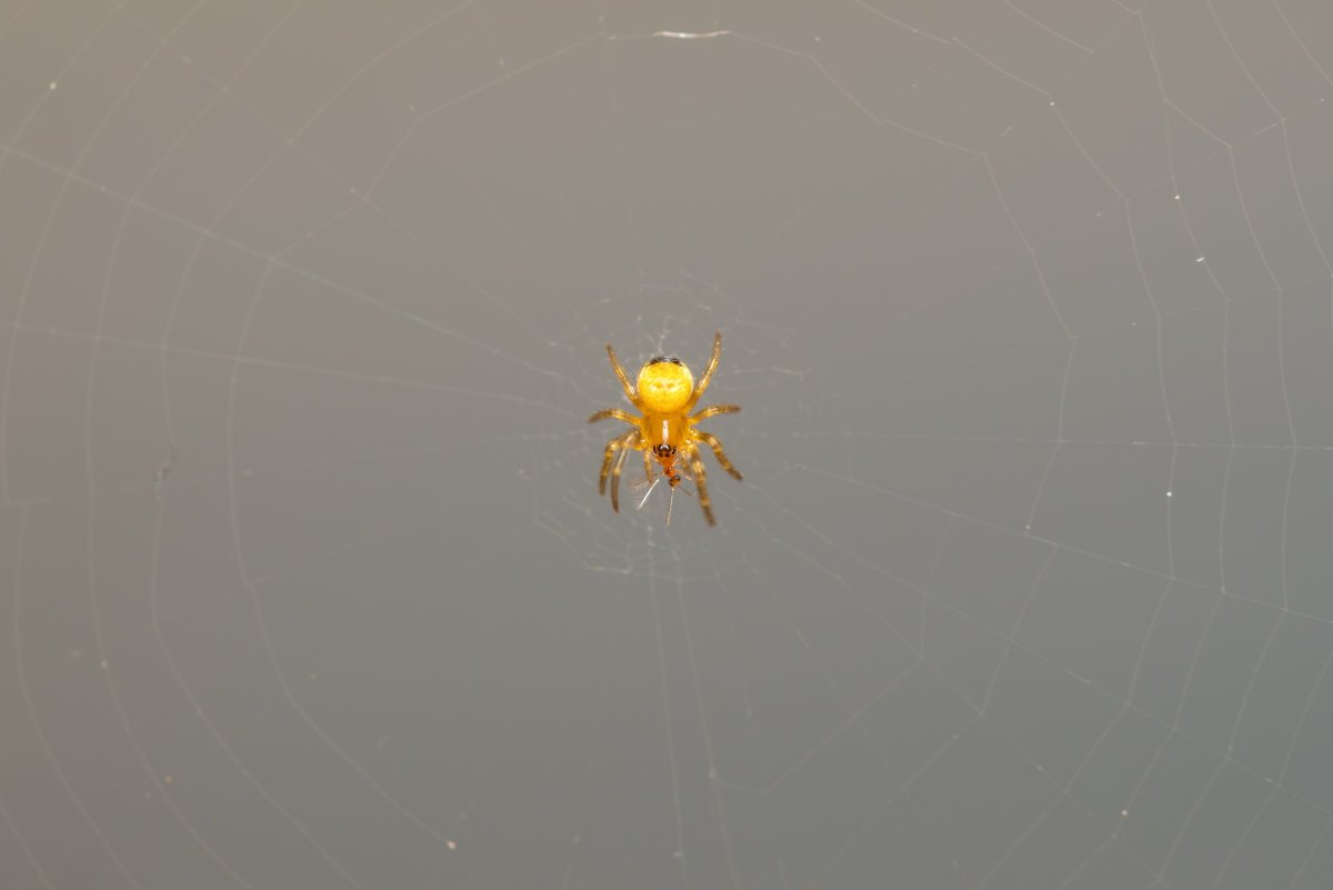 Маленький желтый паук