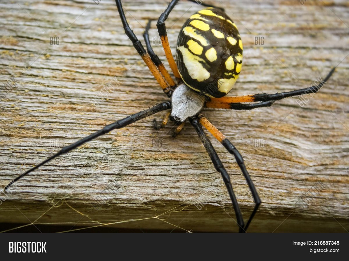 Паук с желтыми пятнами