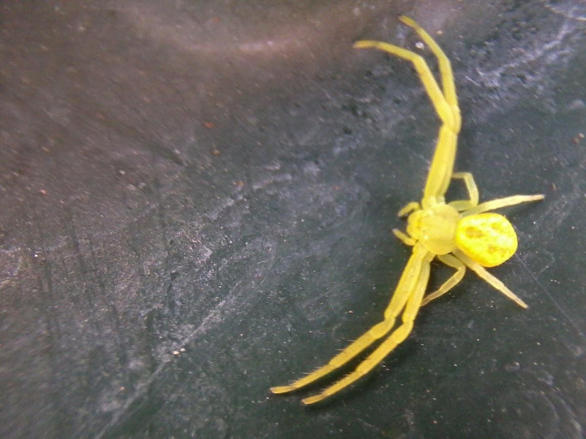 Желтый мешковидный паук