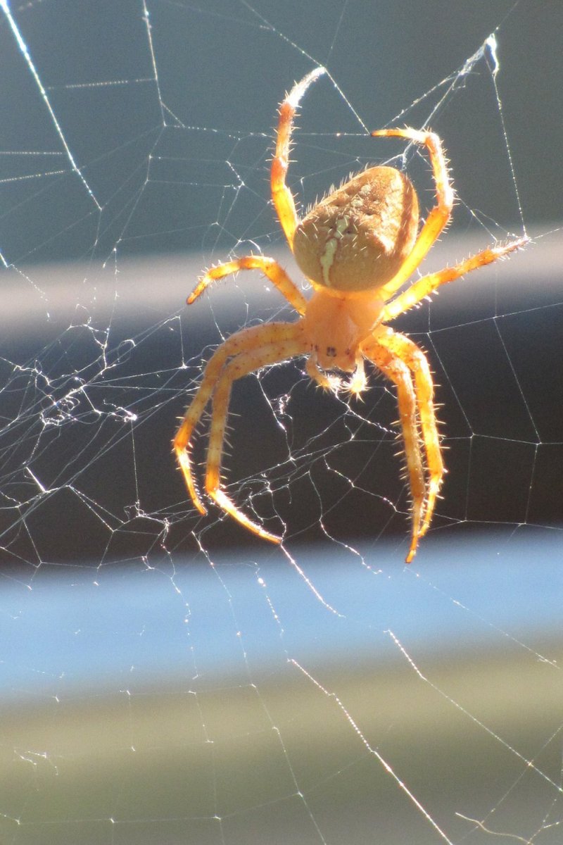 Оранжевый паук крестовик
