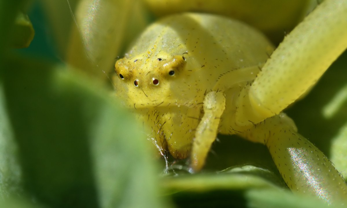 Паук бокоход Мизумена ядовитый