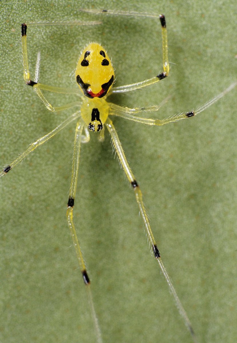 Теридион гралатор