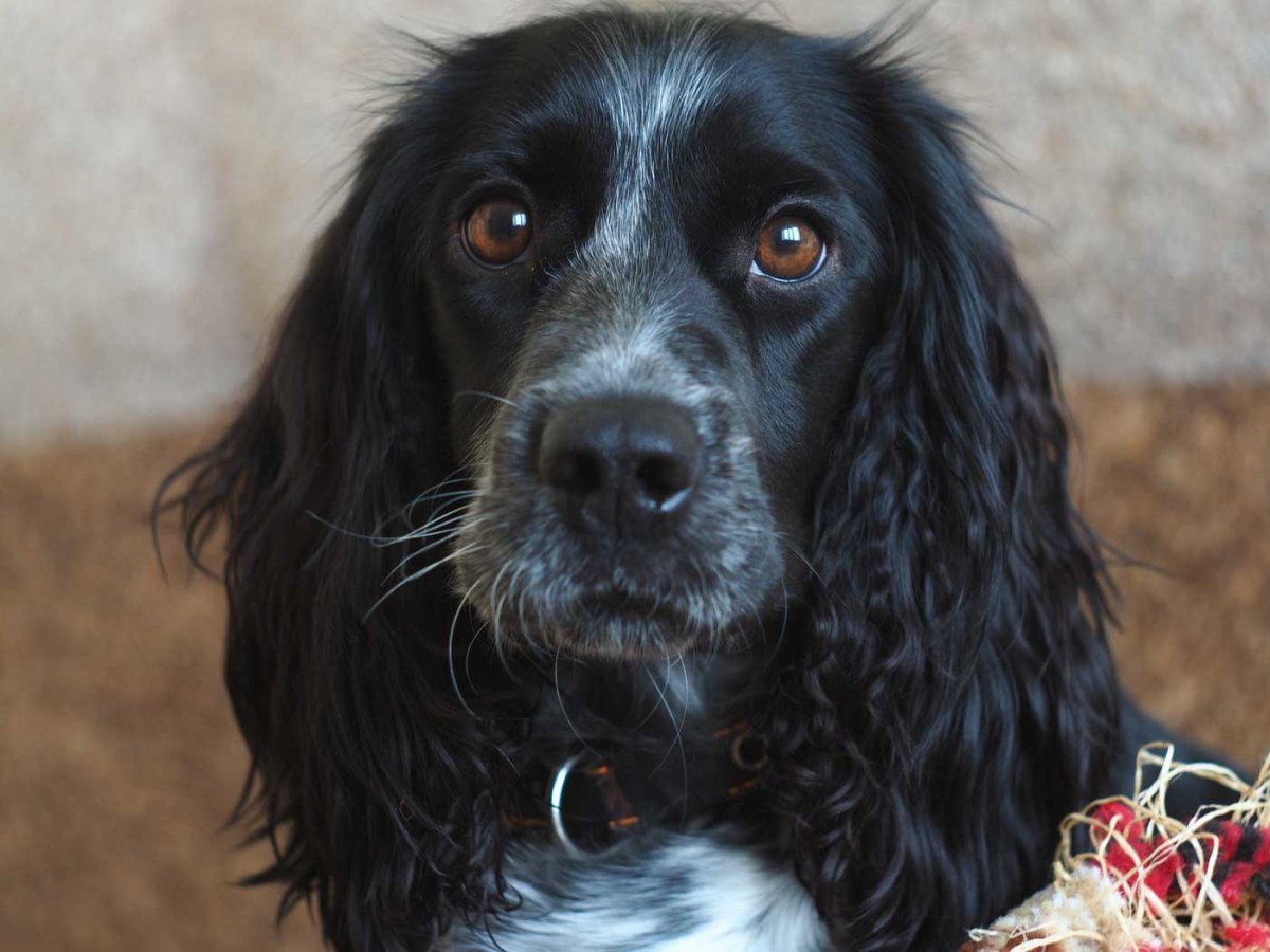 Кокер спаниель охотничий