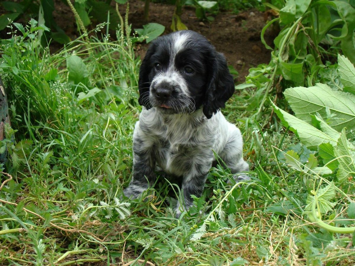 Русский охотничий спаниель щенки