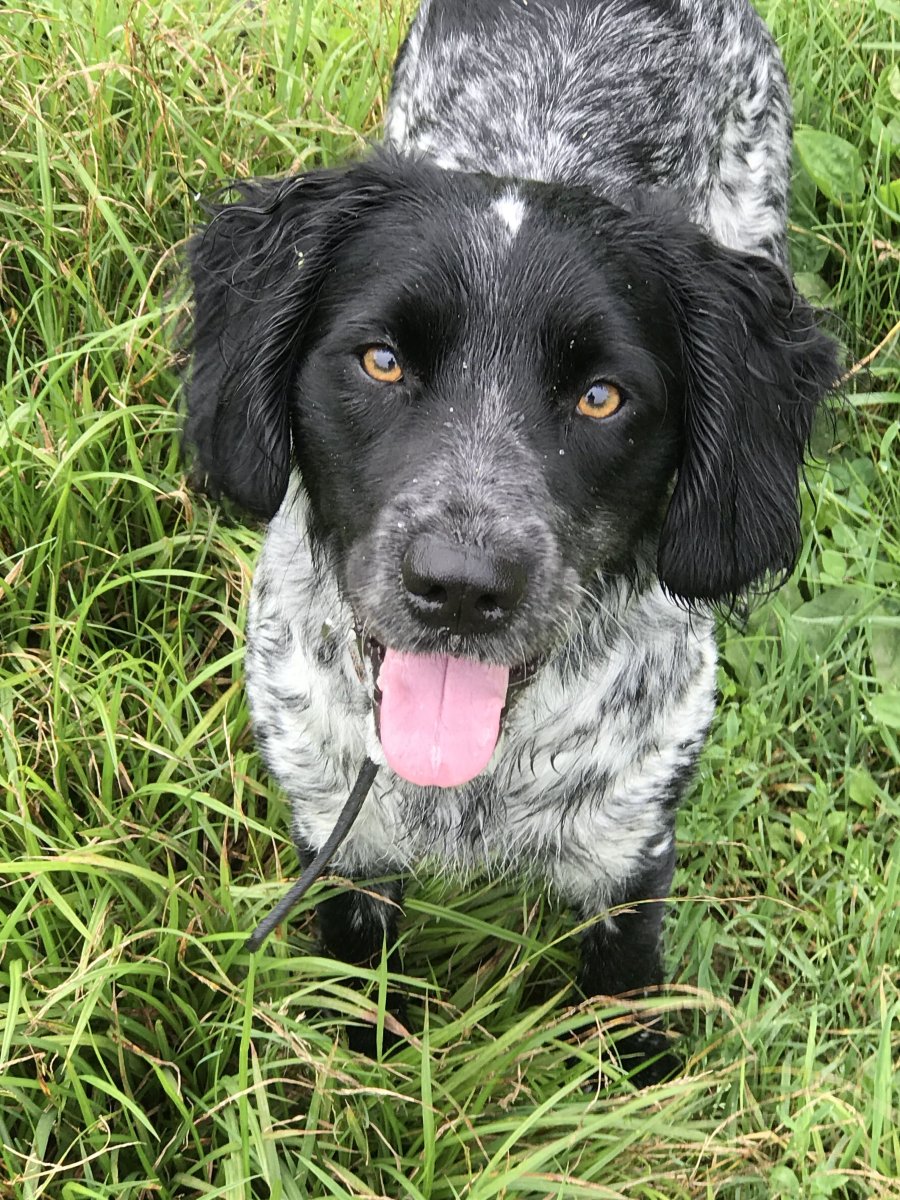 Русский охотничийспаниэль