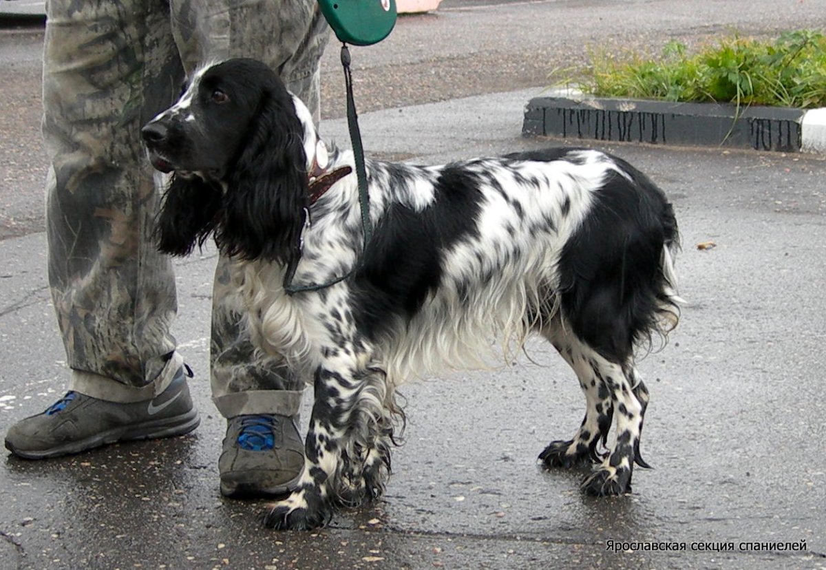 Русский охотничий спаниель вес
