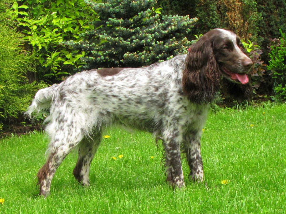 Русская охотничья спаниель