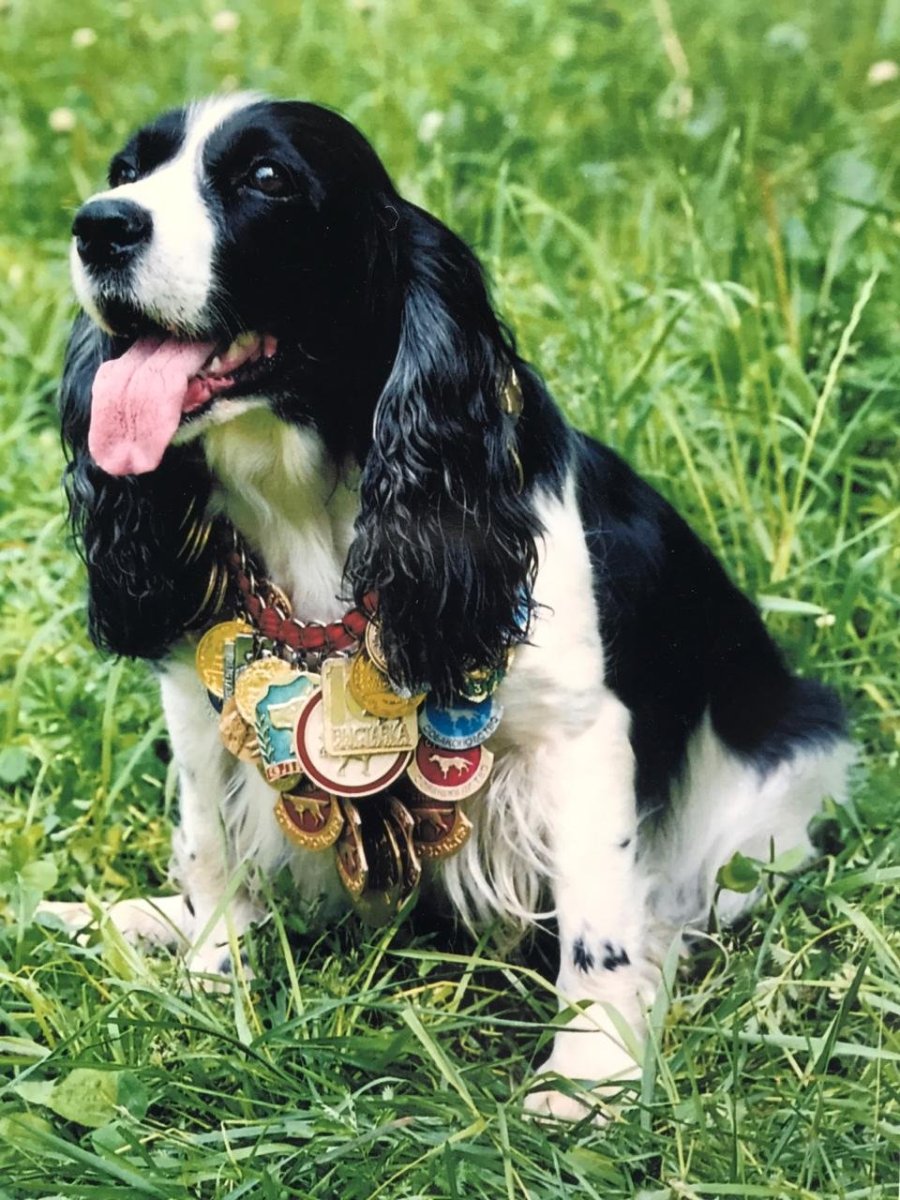 Русский охотничий спаниель