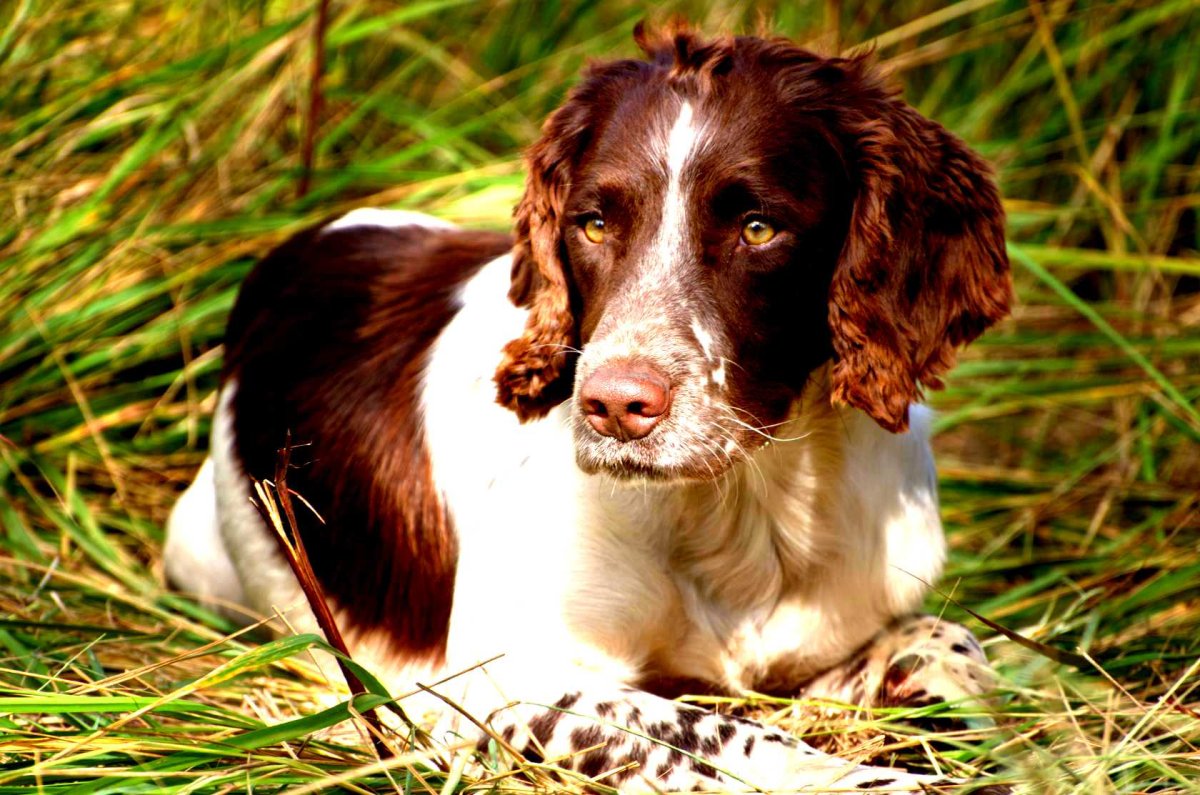 Русский спрингер охотничий спаниель