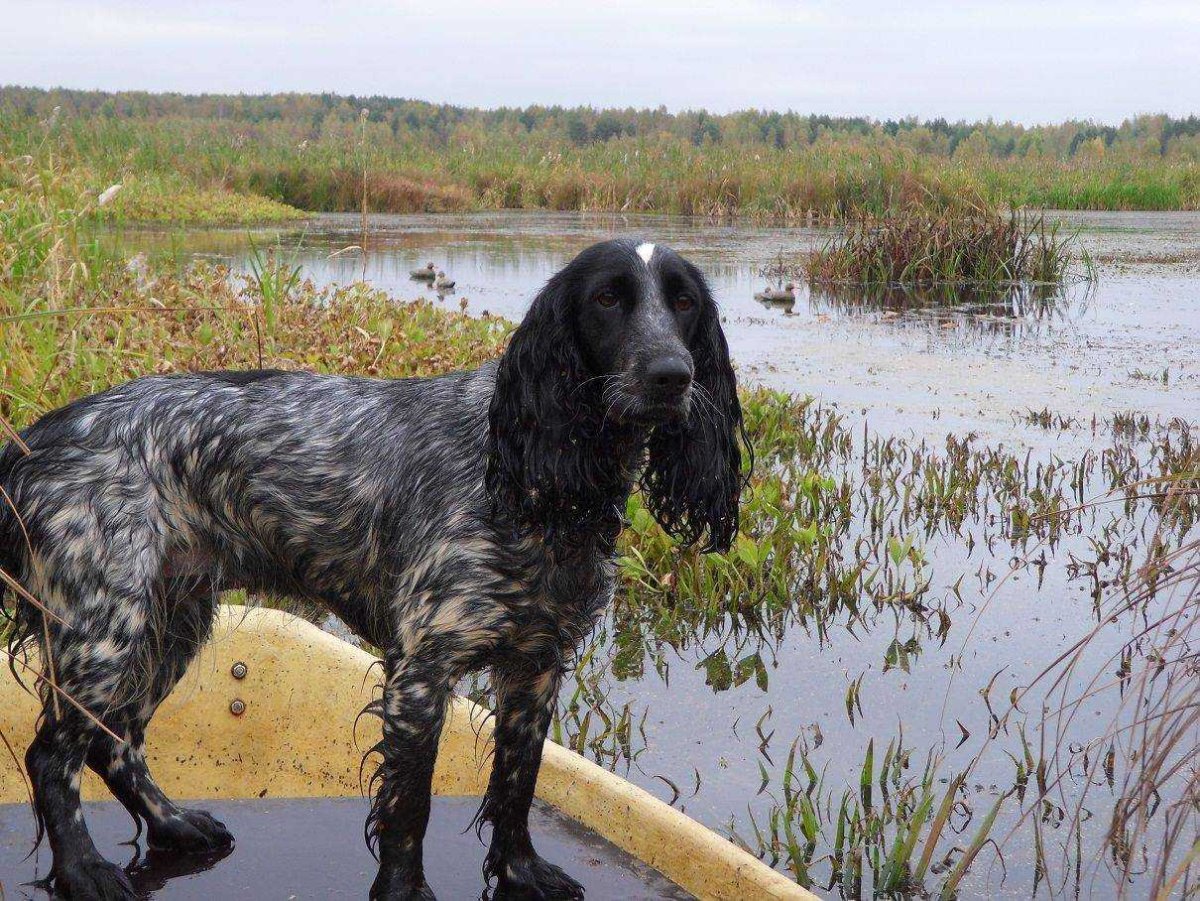 Русский охотничий спаниель
