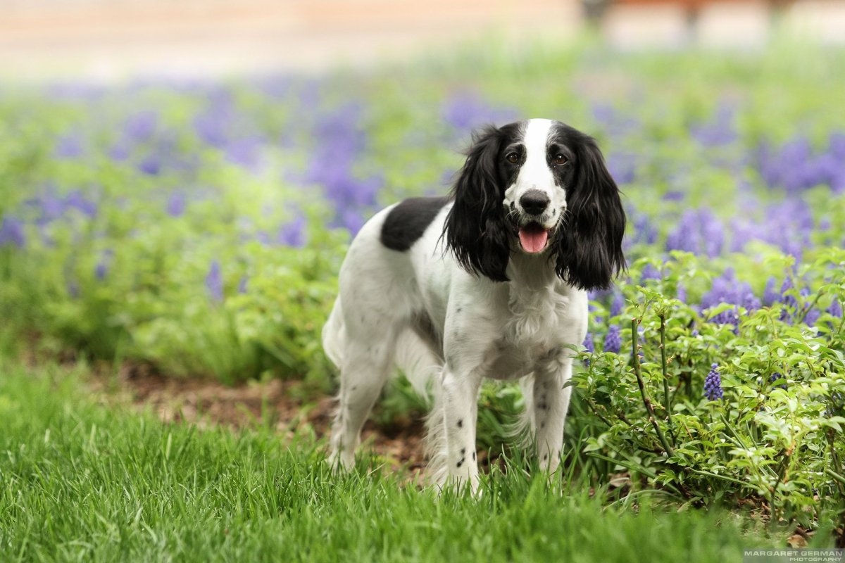 Русский охотничий спаниель гладкошерстный