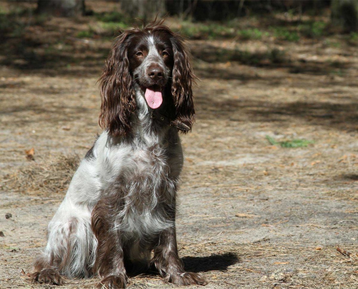 Русский охотничий спаниель