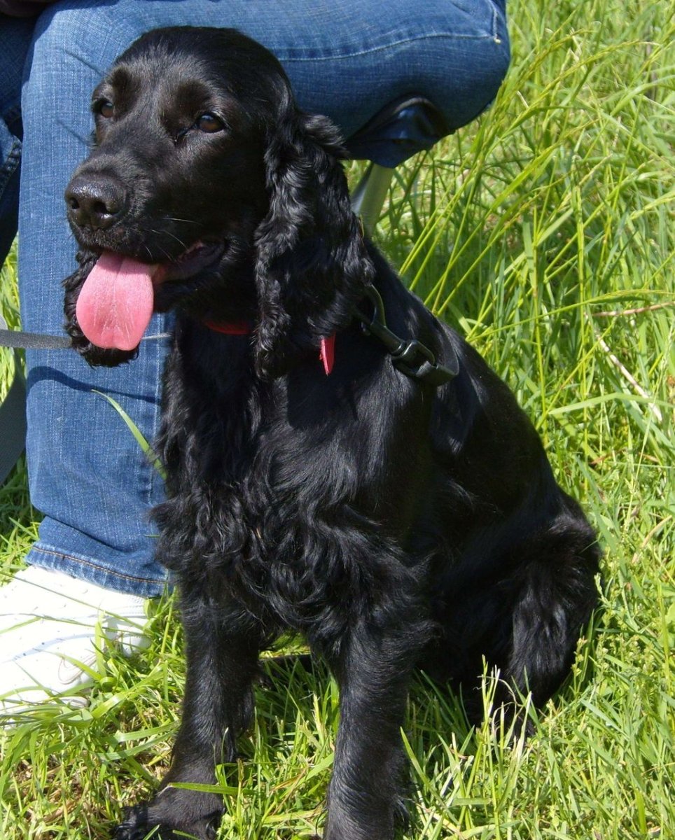 Русский охотничий спаниель