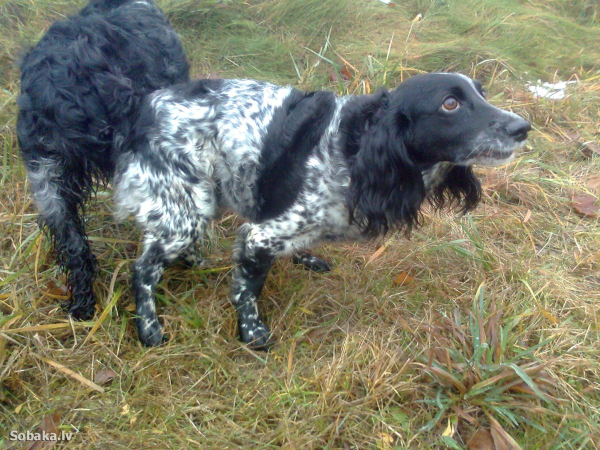 Русский охотничий спаниель черный