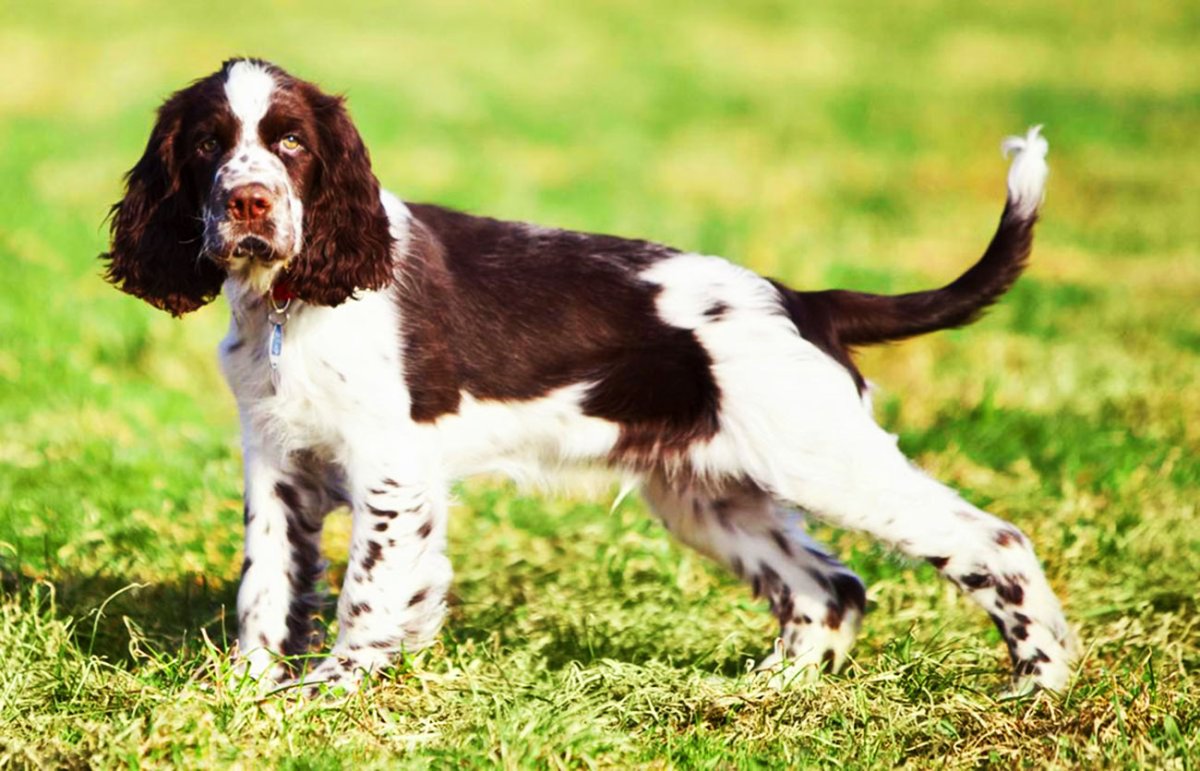 Английский спрингер-спаниель