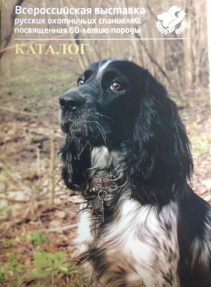 Русский охотничий спаниель спаниели