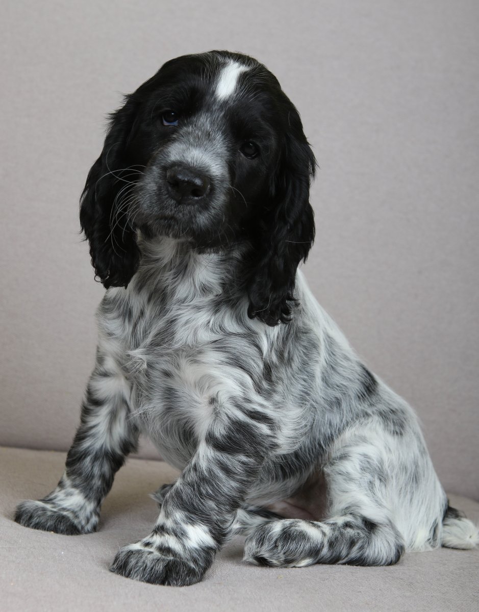 Русский охотничий спаниель