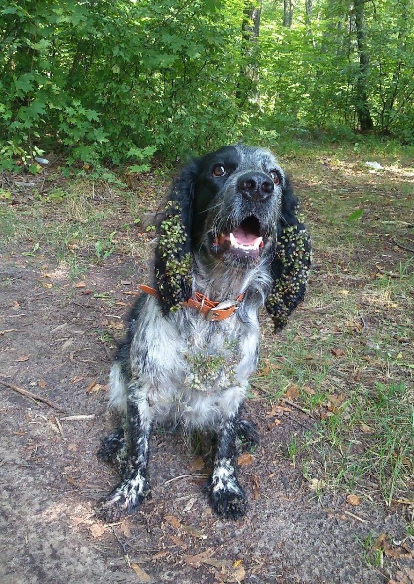 Кокер спаниель русский охотничий