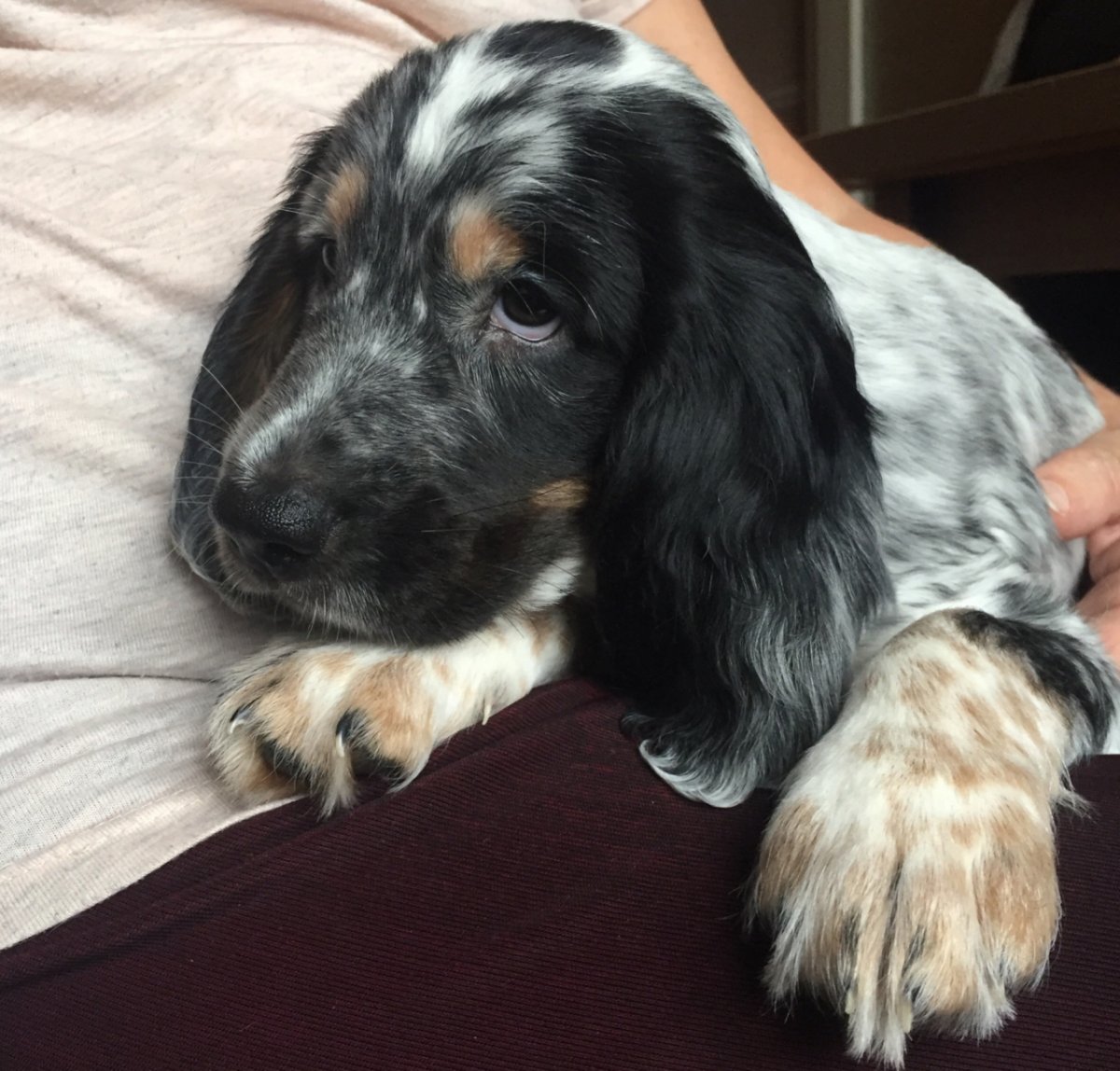 Казахский охотничий спаниель