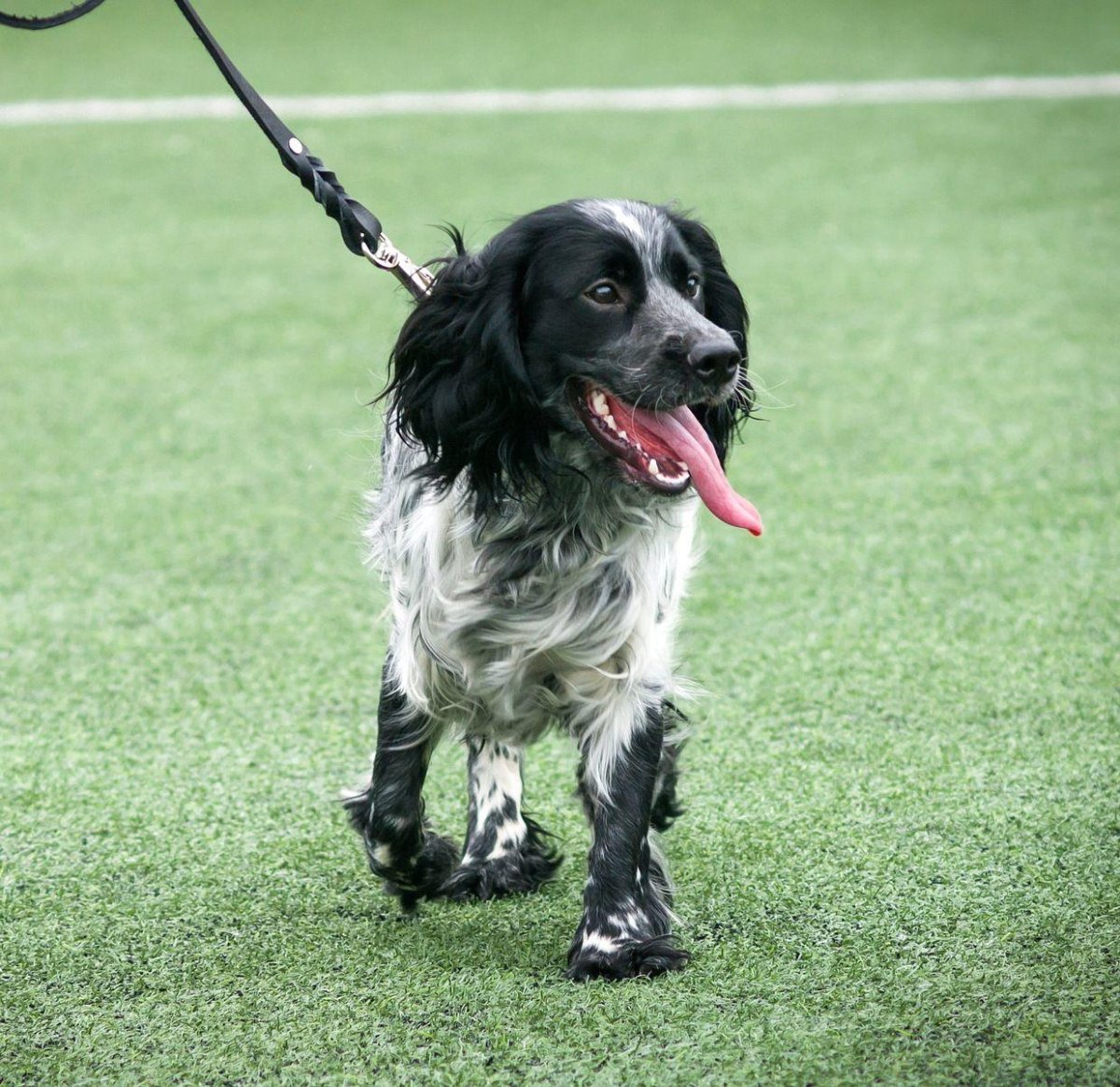 Собака русский охотничий спаниель