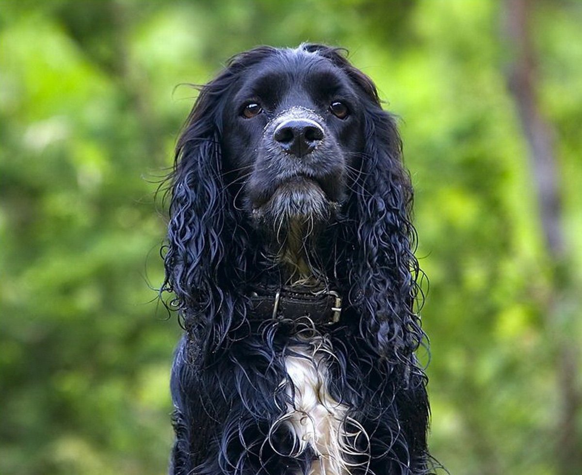 Русский кокер спаниель