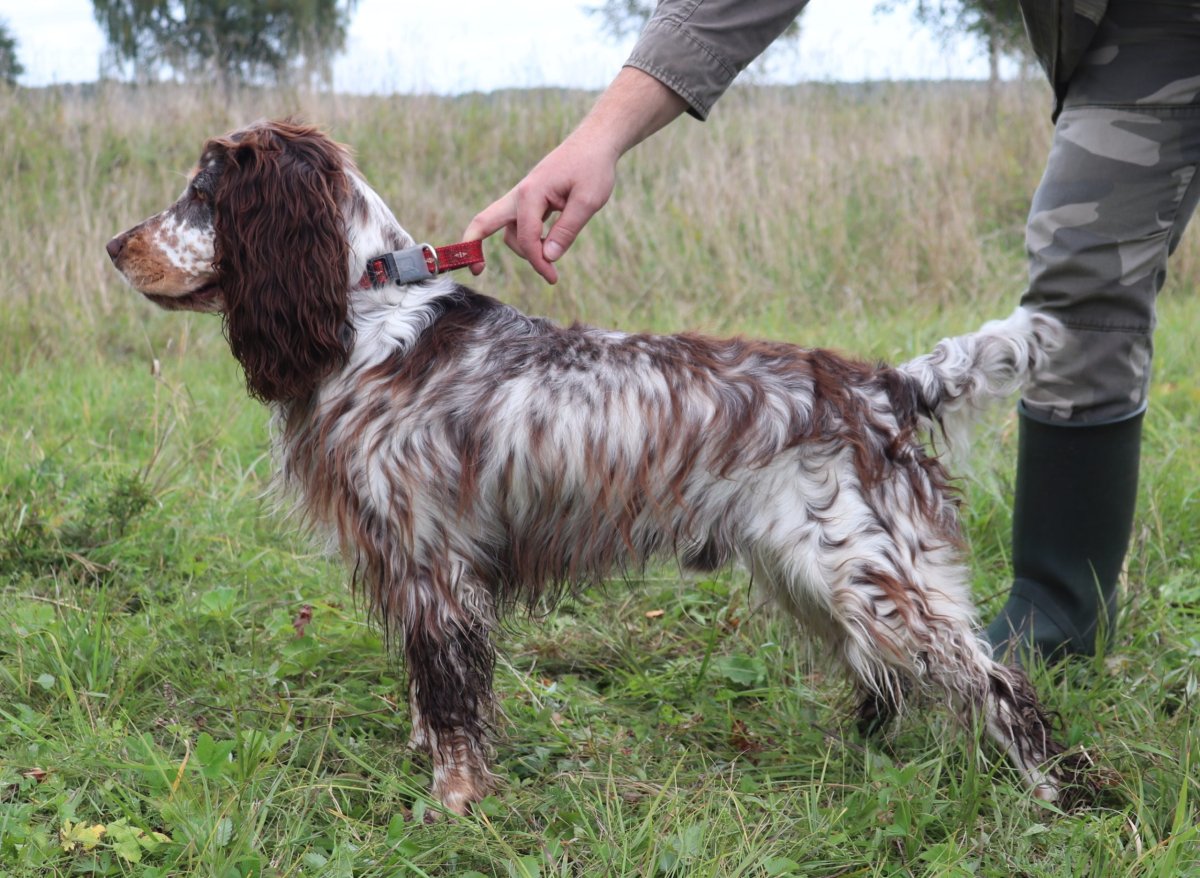 Линяетли охотничий спаниель?