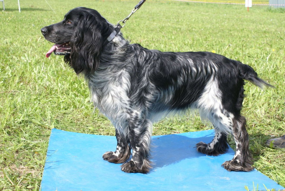 Экстерьер русского охотничьего спаниеля