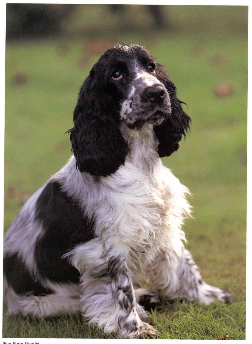 Русский кокер спаниель