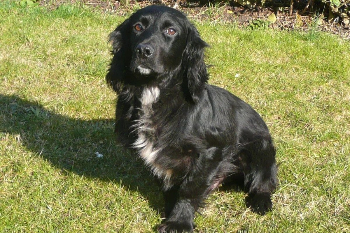 Филд спаниель черный