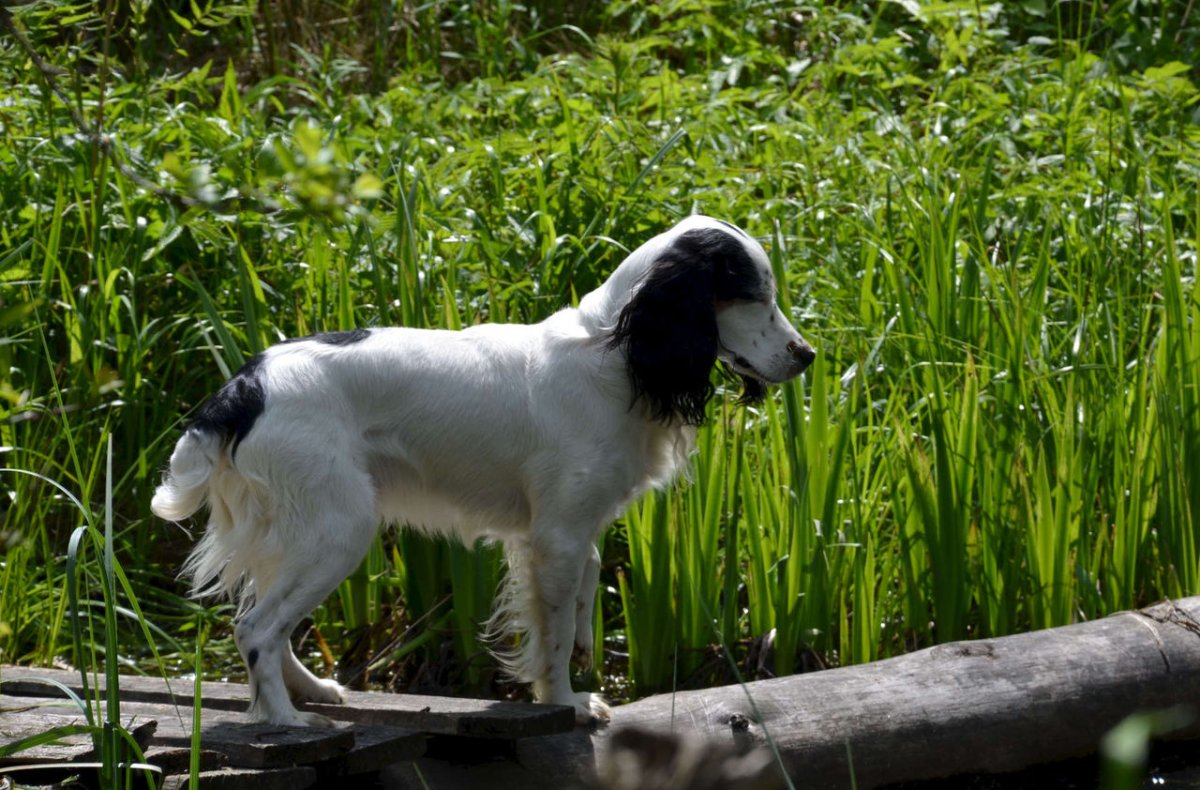 Русский охотничий спаниель черно Пегий