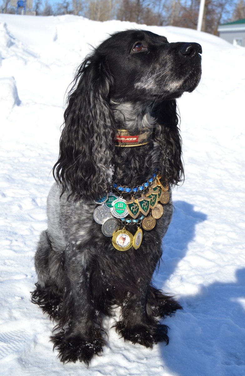 Русский спаниель